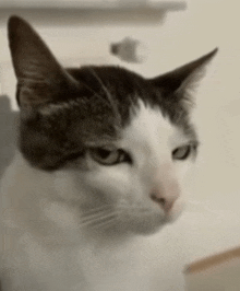 a close up of a cat 's face with a blurred background