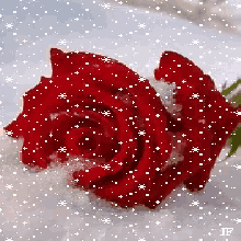 a red rose in the snow with the letters jf in the corner