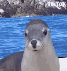 a seal is sitting on a boat in the ocean and looking at the camera with a tik tok logo in the background