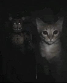 a cat is standing next to a toy in the dark .