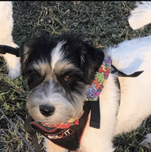 a black and white dog wearing a colorful bandana that says bol it