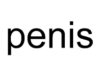 a white background with the word penis written in black