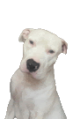 a white dog with a black nose is sitting down and looking at the camera .