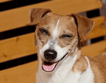 a brown and white dog is sitting on a wooden bench with its tongue hanging out .