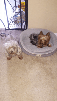 two small dogs laying on a carpet next to a dog bed that says ' comfy ' on it