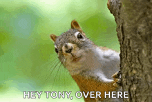 a squirrel peeking out from behind a tree trunk with the words `` hey tony over here '' written below it .