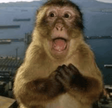 a monkey is making a funny face while sitting on a table .