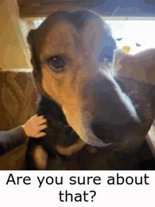 a close up of a dog 's face with the words are you sure about that .