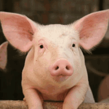 a close up of a pig looking at the camera with a black eye