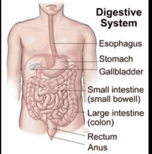 a diagram of a man 's digestive system showing the esophagus stomach gallbladder small intestine and large intestine