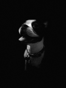 a black and white photo of a boston terrier