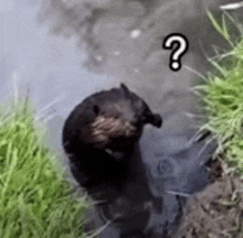 a black bear is standing in the water with a question mark on it .