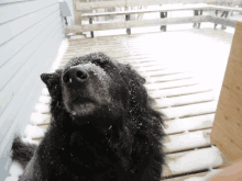 a black dog with snow on its nose looking up