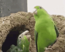 a couple of green birds standing next to each other in a hole .