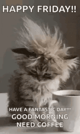 a kitten is sitting next to a cup of coffee and says `` happy friday ! ''
