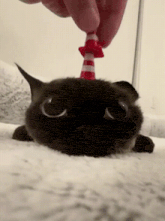 a cat wearing a red and white striped cone on its head