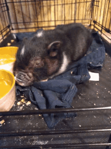 a pig is sleeping in a cage next to a yellow bowl of food