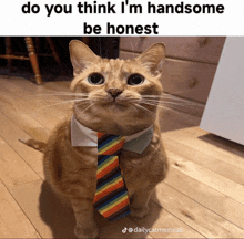 a cat wearing a tie with the caption do you think i 'm handsome be honest