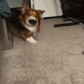 a brown and white dog laying on a carpet