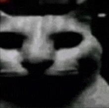 a black and white photo of a cat 's face with sunglasses on .