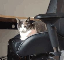 a calico cat sits on a black leather chair