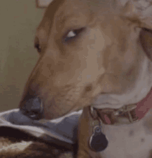 a close up of a brown and white dog wearing a pink collar