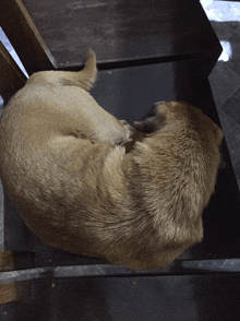 a dog is curled up on a chair looking at the camera