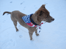 a dog wearing a bandana with the letter a on it stands in the snow