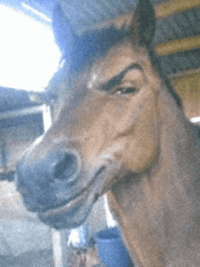 a close up of a horse 's face with a serious look on his face