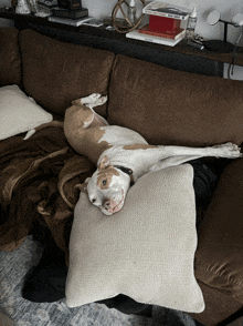 a dog laying on a pillow on a couch with a stack of books on the shelf