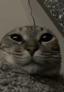 a close up of a cat 's face with black eyes