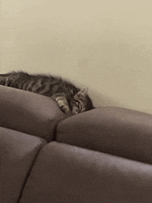 a cat is laying on the back of a brown couch