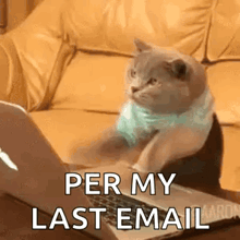 a cat is sitting on a couch looking at a laptop .