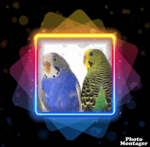 a picture of two birds in a neon frame with the words photo montager on the bottom