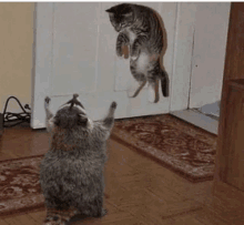 a raccoon is standing in front of a door while a cat is jumping through it .