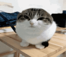 a gray and white cat is sitting on a wooden table .