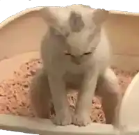 a white cat is sitting in a litter box with a white background