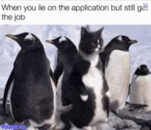 a picture of penguins and a cat with a caption that says " when you lie on the application but still get the job "