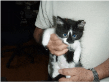 a man is holding a black and white kitten with blue eyes in his arms .