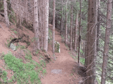 a dirt path in a forest with trees on both sides of it