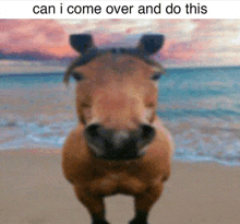 a horse standing on a beach with the words " can i come over and do this " below it