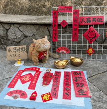 a cat is sitting in front of a display of chinese decorations