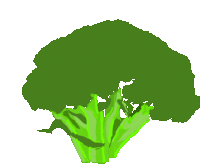 a cartoon drawing of a broccoli plant with a white background