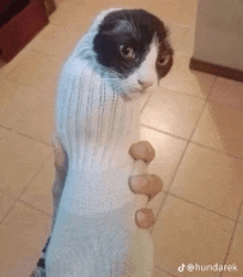 a black and white cat wrapped in a sock is being held by a person