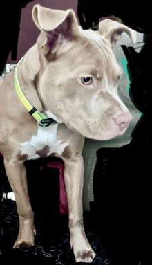 a dog wearing a neon yellow collar is looking at the camera