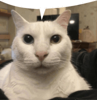 a white cat has a speech bubble above its head