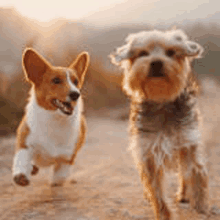 two dogs , a corgi and a yorkshire terrier , are running down a dirt path .