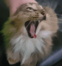 a close up of a cat yawning with its tongue out