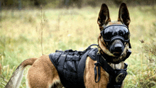 a german shepherd wearing a black vest and goggles stands in a grassy field