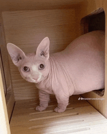 a hairless cat is standing in a wooden box .